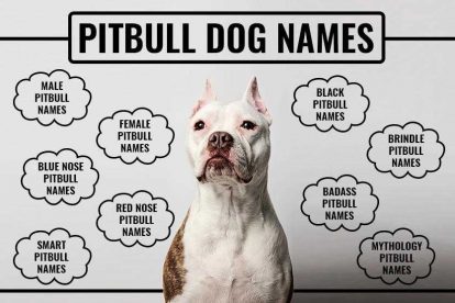 Pitbull Names