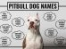 Pitbull Names