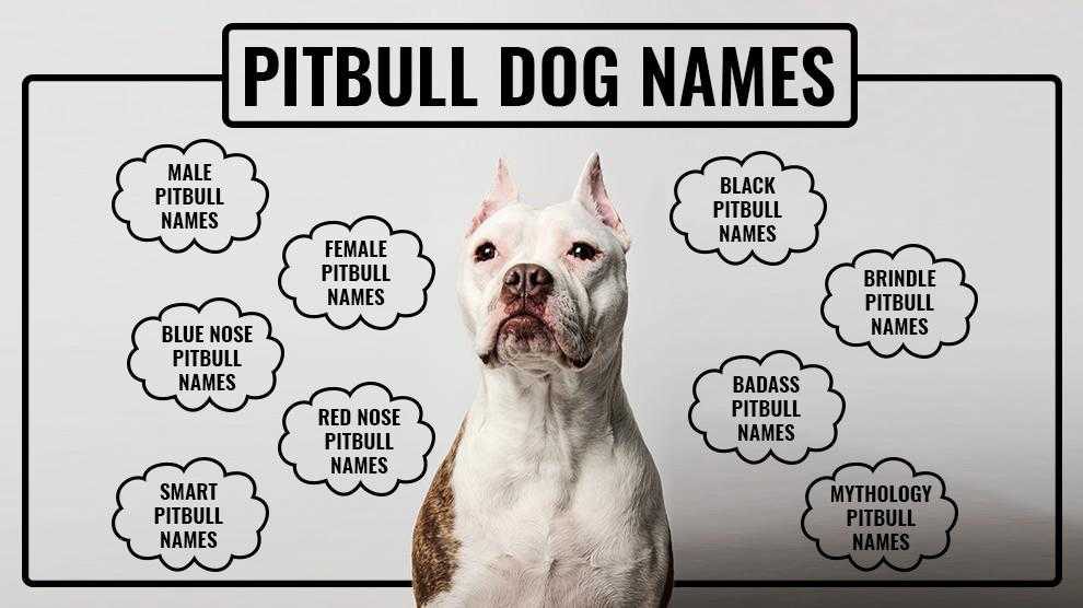 Pitbull Names Unique And Tough Names For All Pitbull Types Petmoo