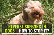 Reverse Sneezing In Dogs