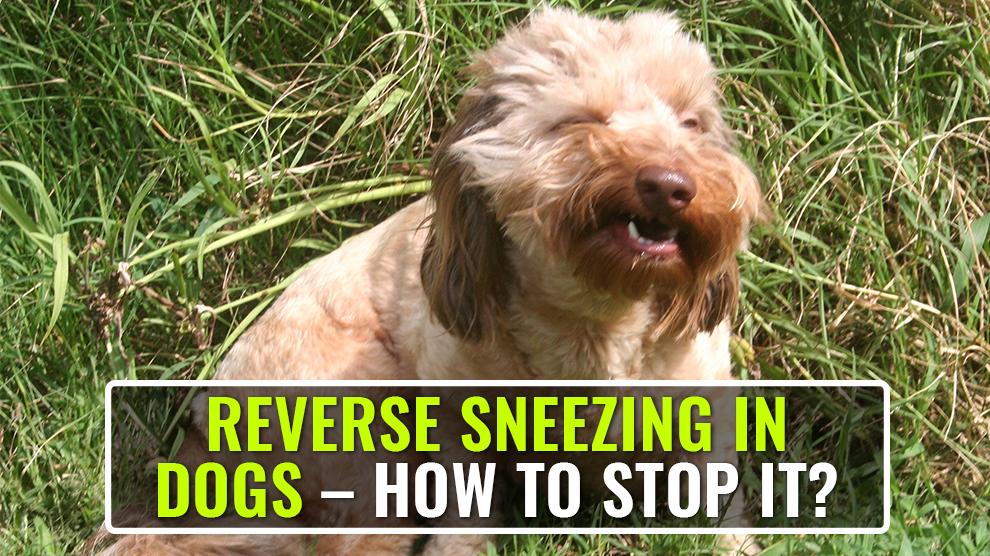 Reverse Sneezing In Dogs How To Stop Gag Reflex In Dogs? Petmoo