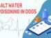 Salt Water Poisoning In Dogs