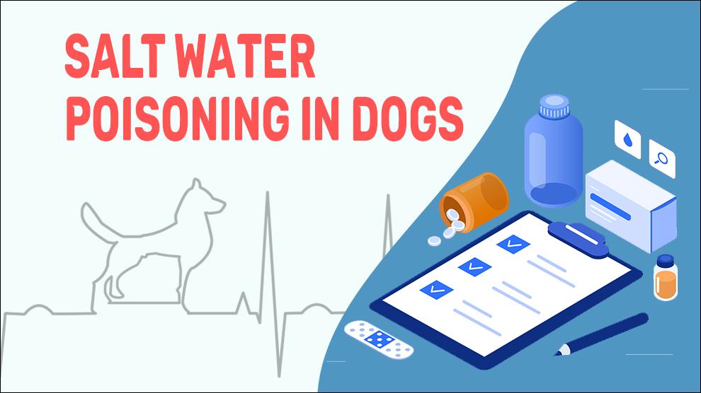 Salt Water Poisoning In Dogs