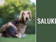 Saluki