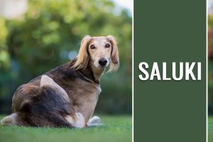 Saluki