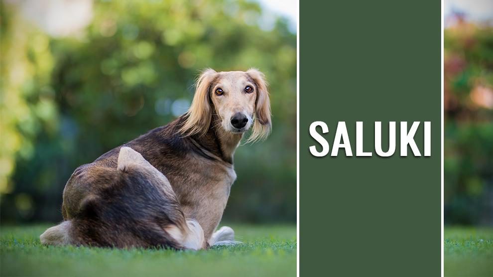 Saluki