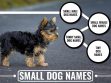 Small Dog Names