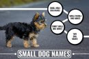 Small Dog Names