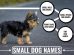Small Dog Names