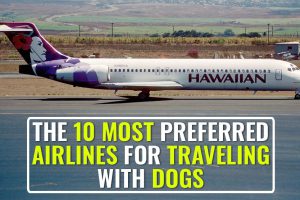 The 10 Most Preferred Airlines for Traveling With Dogs