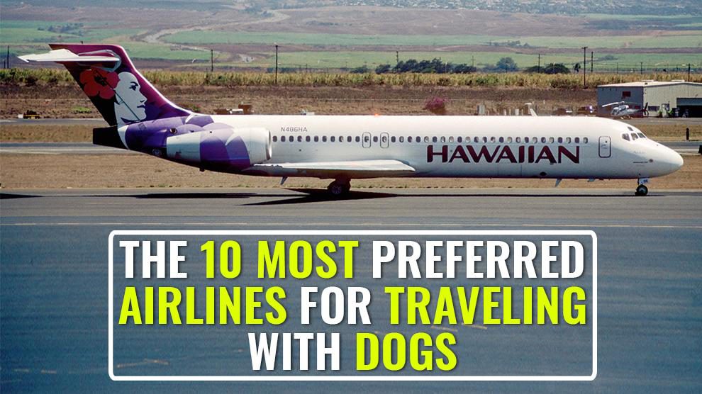 The 10 Most Preferred Airlines for Traveling With Dogs