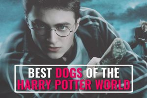 Best Dogs Of The Potter World