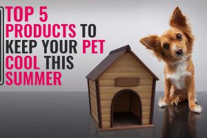 Top 5 Products To Keep Your Pet Cool This Summer