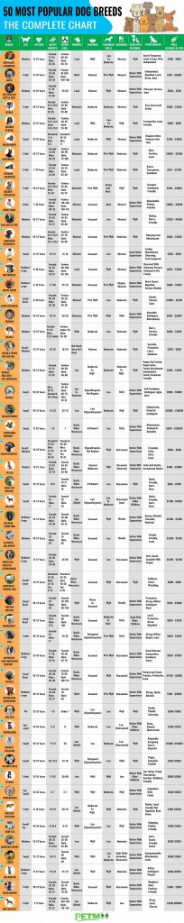 50 Most Popular Dog Breeds - Complete Information Chart - Petmoo