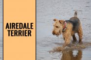 Airedale Terrier