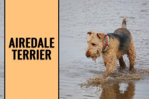 Airedale Terrier