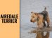 Airedale Terrier