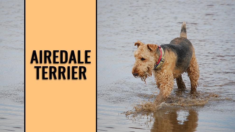 Airedale Terrier