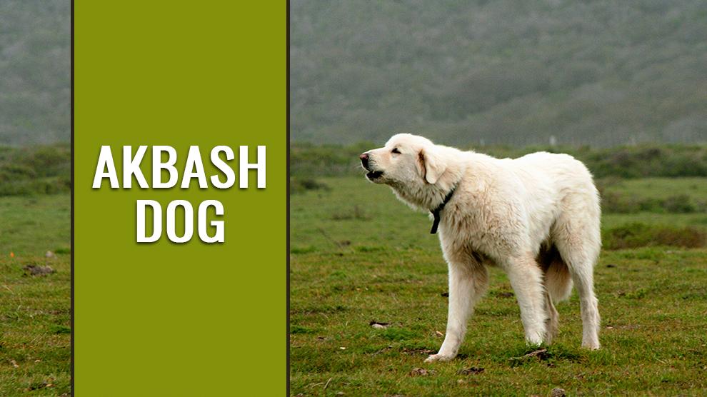 akbash dogs international