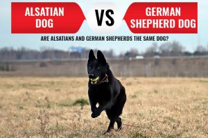 Alsatian Dog Vs. German Shepherd Dogs