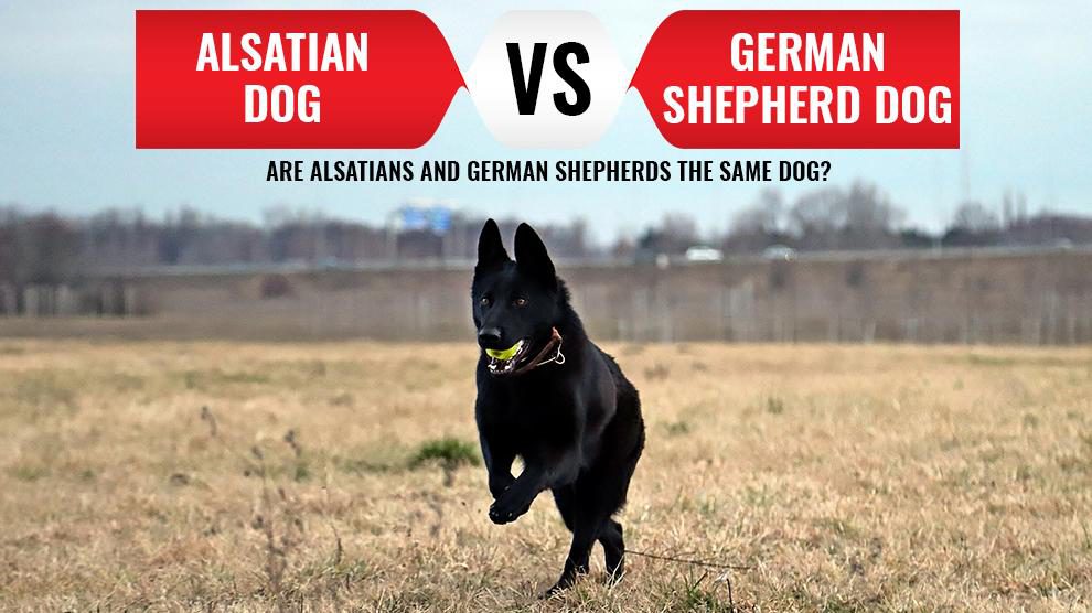 Alsatian Dog Vs. German Shepherd Dogs