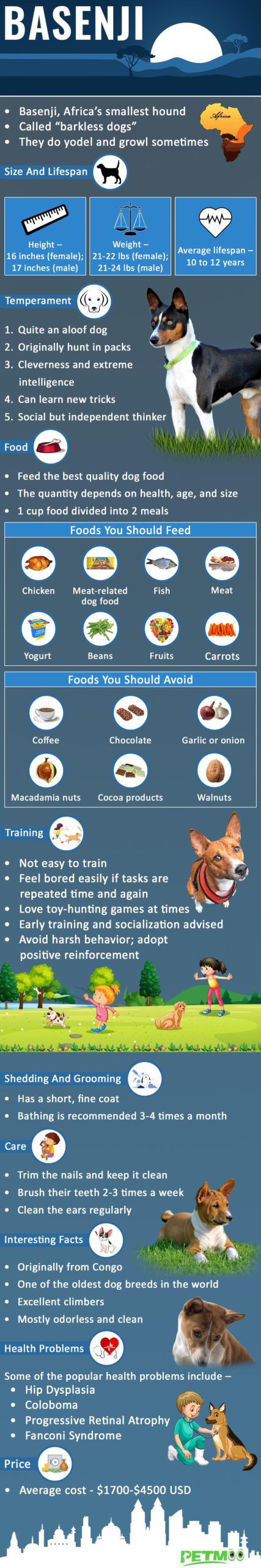 Basenji Infographic