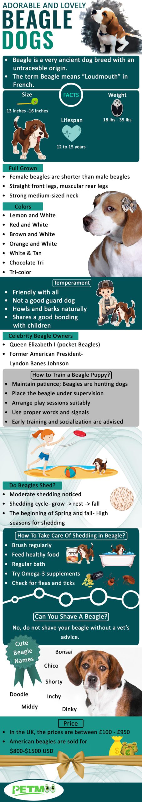 Beagle Dogs Infographic