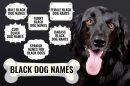 Black Dog Names