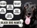 Black Dog Names