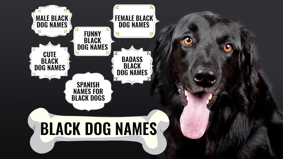Кличка собаки черного цвета. Имена для черных собак. Имя для черной собаки. Dogs names male. Имя собаки черная собака.