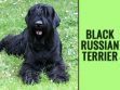 Black Russian Terrier