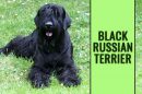 Black Russian Terrier