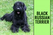 Black Russian Terrier