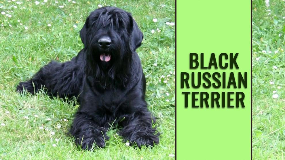 Black Russian Terrier