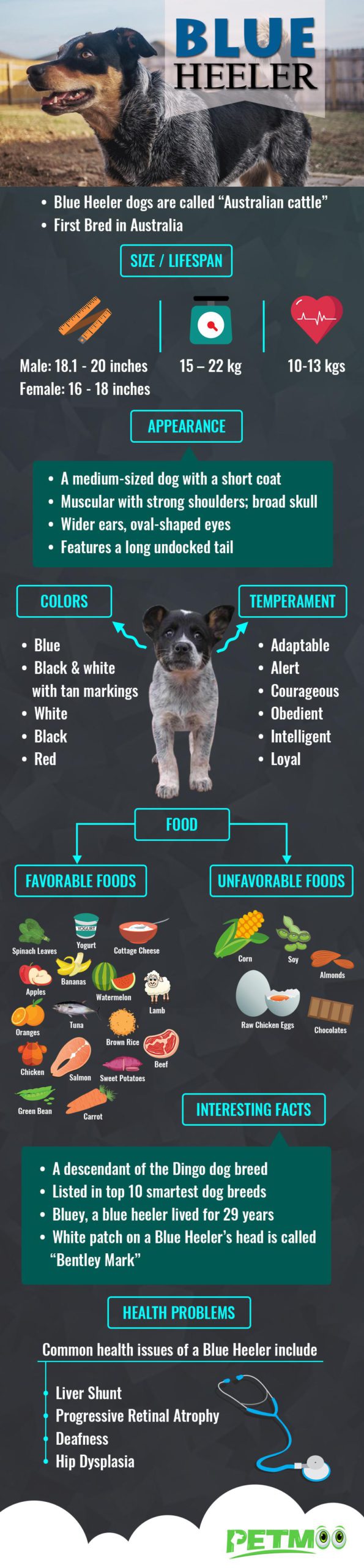 Blue Heeler Infographics