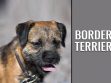Border Terrier