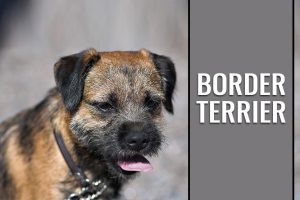 Border Terrier