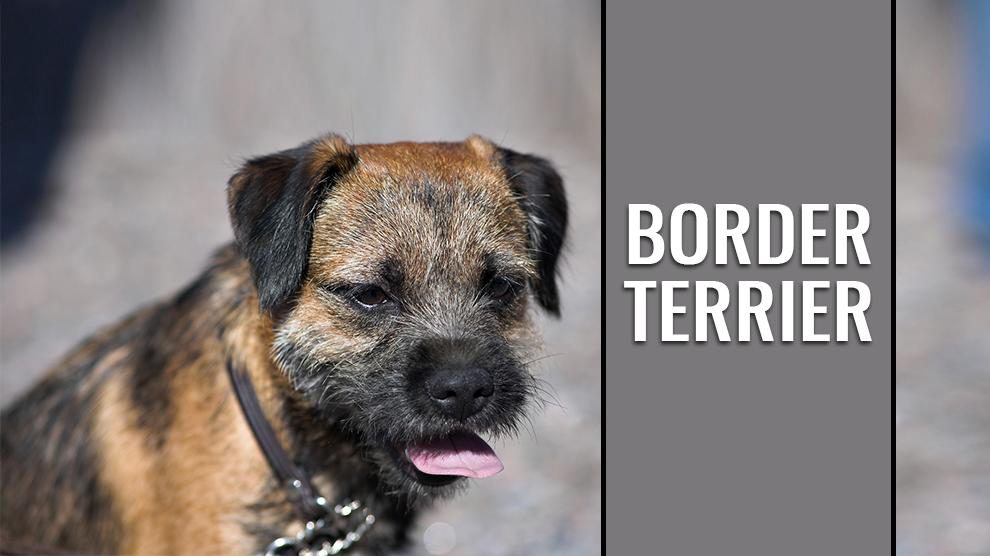 are border terriers double coated