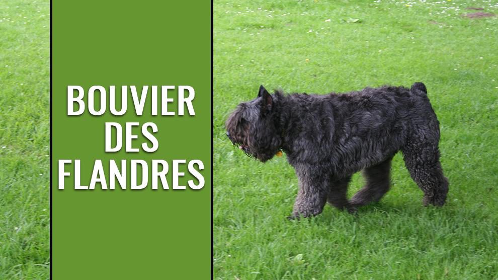Bouvier des Flandres