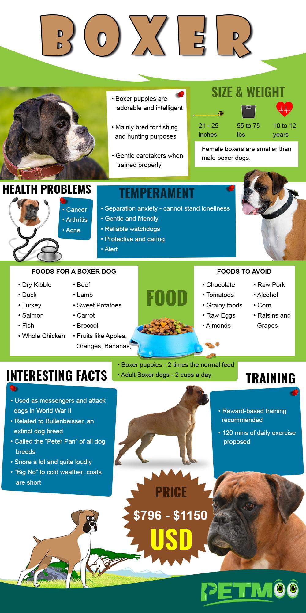 Boxer Puppies Dog Breed Information Guide Petmoo