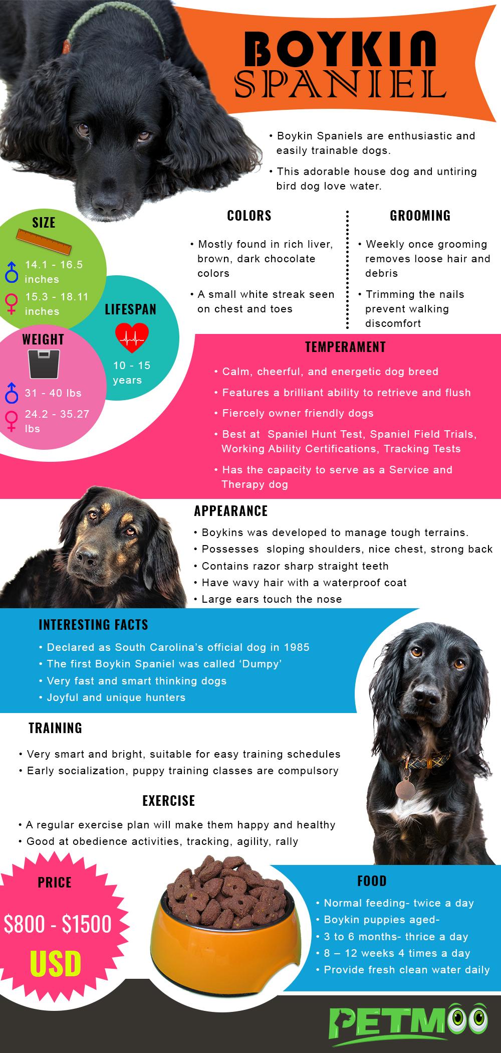 Boykin Spaniel Infographic