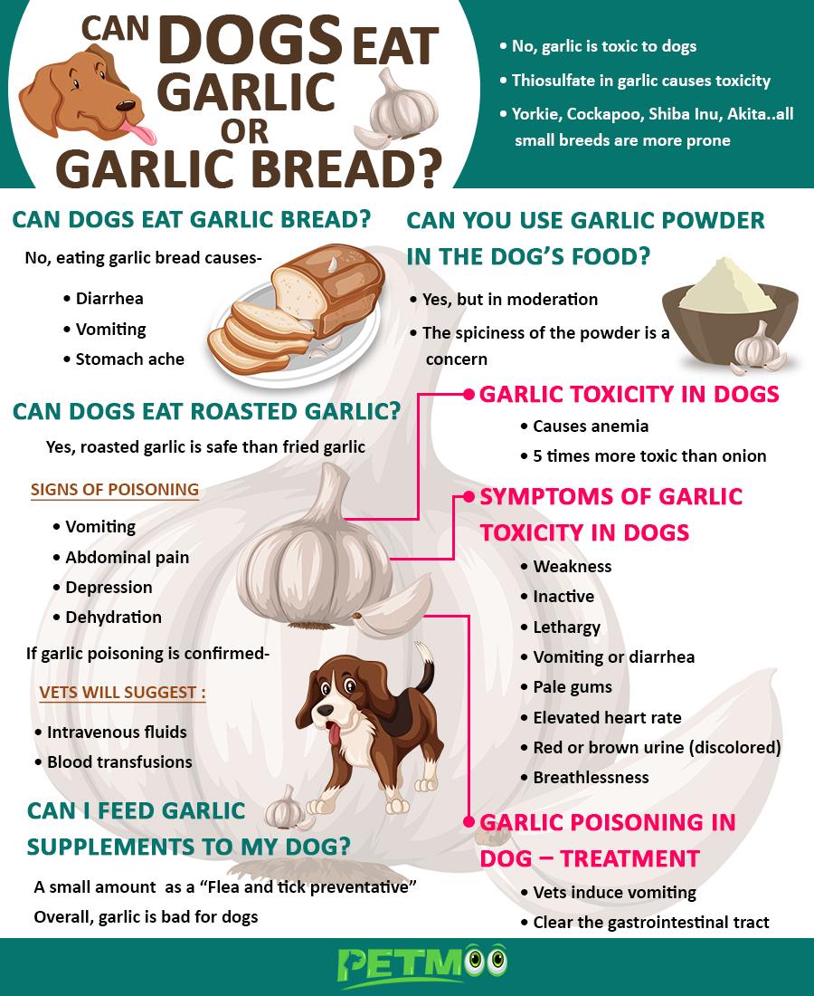 Can Dogs Eat Garlic or Garlic Bread Infographic