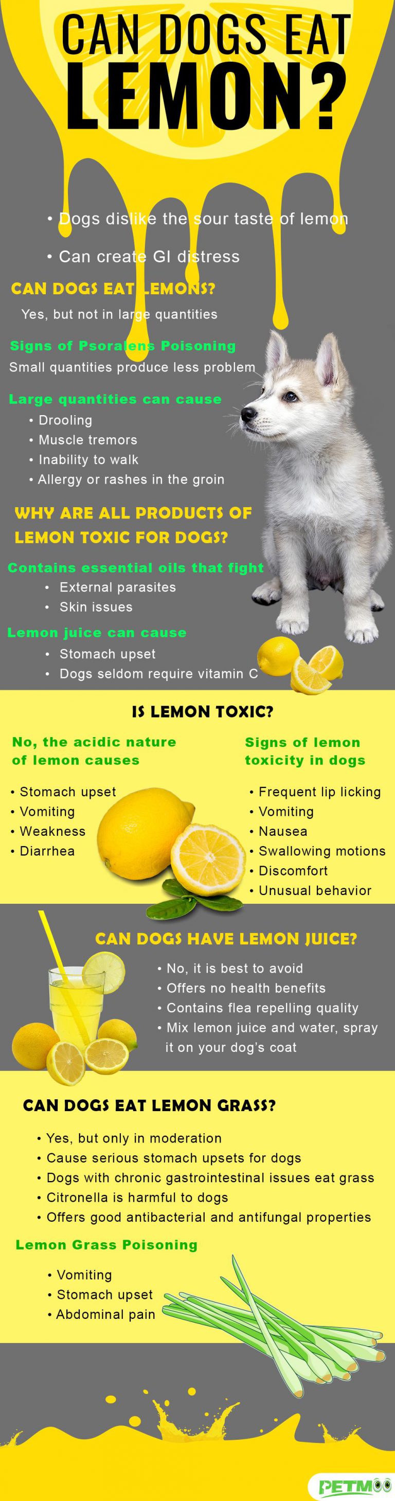 Can Dogs Eat Lemon? Can Dogs Have Lemon Juice? Petmoo
