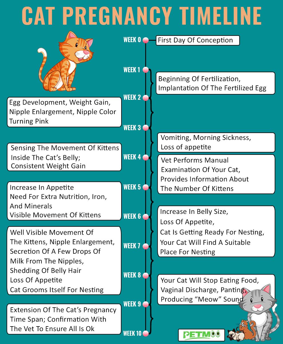 Cat Pregnancy Timelines