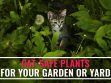 Cat Safe Plants