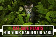 Cat Safe Plants