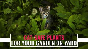 Cat Safe Plants