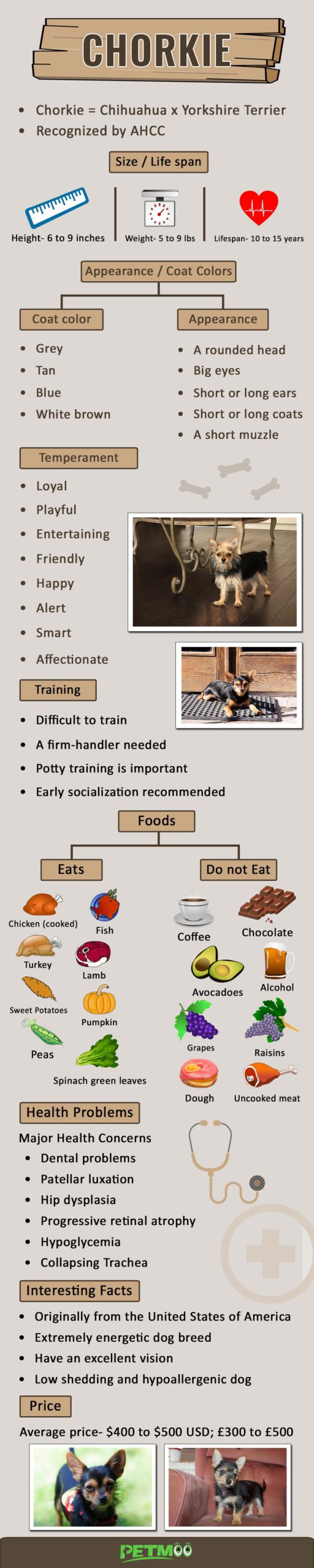 Chorkie Infographic