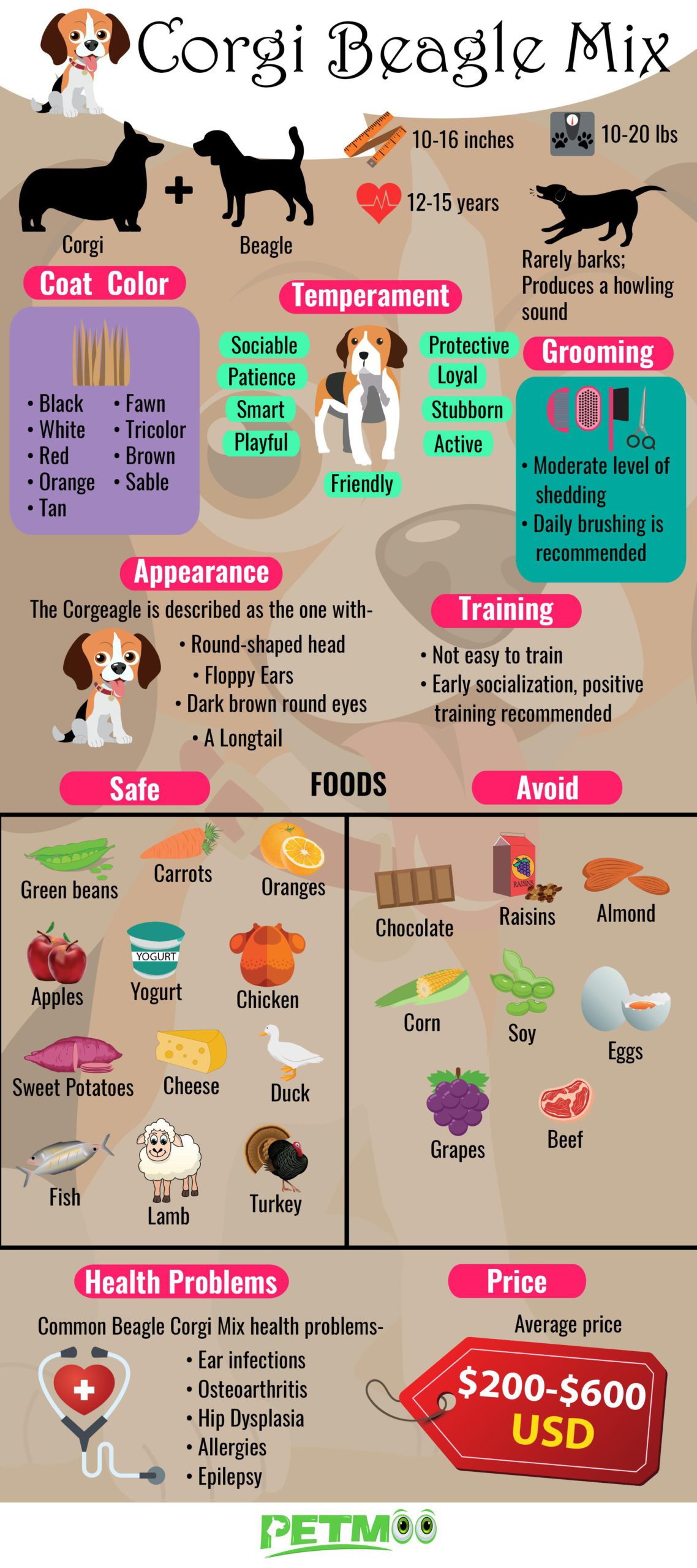 Corgi Beagle MIx Infographic