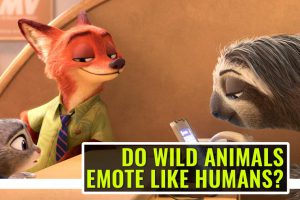Do Wild Animals Emote Like Humans?